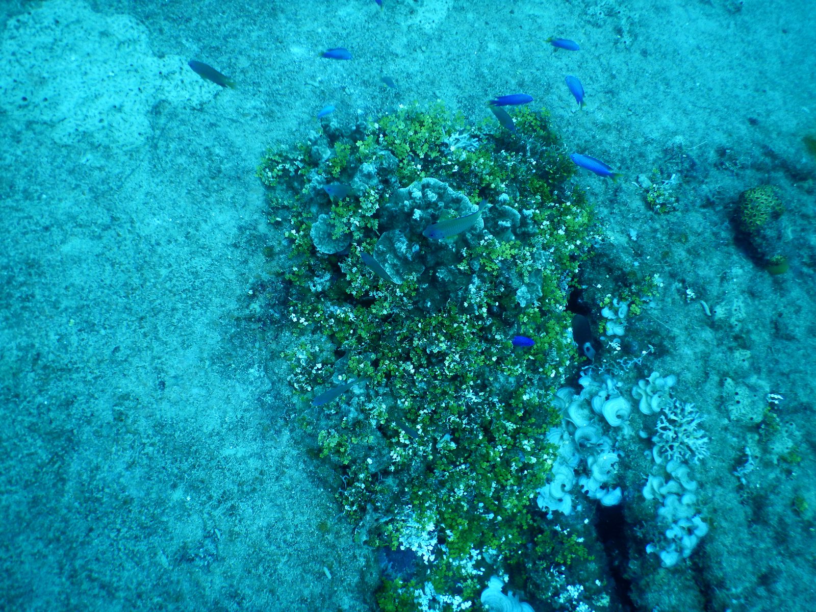 난파선 포인트 - 바닥 생태